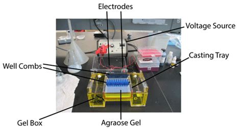 how to improve gel electrophoresis results|Addgene: Protocol .